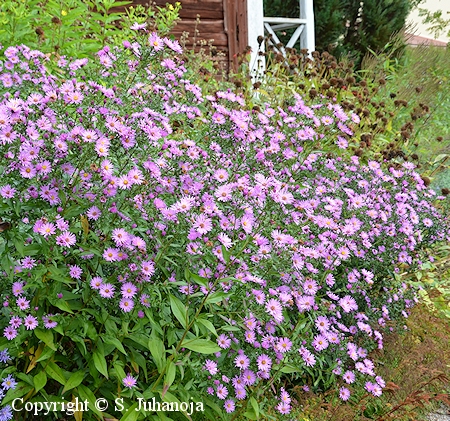 Symphyotrichum (Aster) Novi-belgii-Ryhm� 'Herttoniemi', tarhasyysasteri